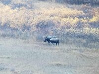 small bulls.jpg