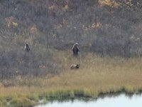 sow and cubs.jpg