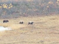 sow with cubs.jpg