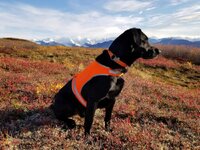Tundra and AK Range Mts.jpg