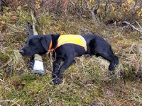hunting dog.jpg