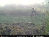 Dancing Fawns.JPG