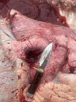 IMG_0699.jpeg