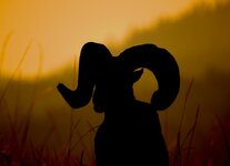 pre-sunrise_bighorn.jpg