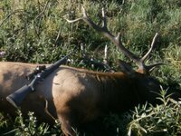 2025ELK.JPG