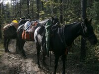 2025 Elk on Horse.JPG