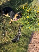 IMG_0306.jpeg