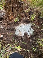 IMG_2764.jpeg