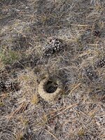 IMG_2866.jpeg