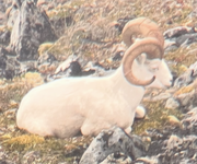 Agethisram.png