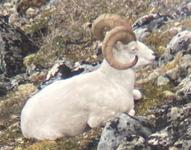 agethisram2.png