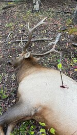 IMG_1006.jpeg