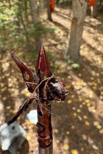 IMG_1007.jpeg