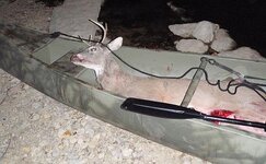 2009Deer3.jpg