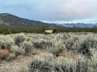 IMG_3631.jpeg