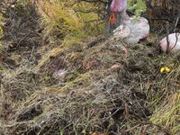 IMG_1502.jpeg