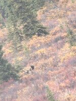 IMG_1585.jpeg