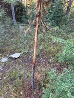 IMG_7256.jpeg