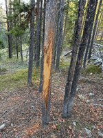 IMG_7219.jpeg