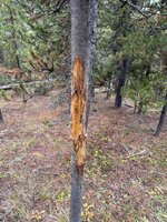 IMG_7203.jpeg