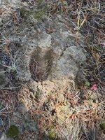IMG_7265.jpeg