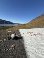 IMG_5938.jpeg