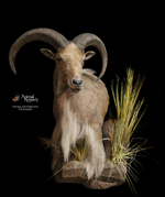 auodad mount.png