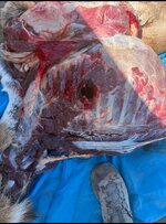 IMG_2150.jpeg