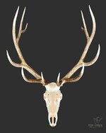 Wyoming Bull.jpg Wyoming Bull.jpg