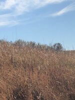 IMG_1689.jpeg