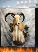 IMG_0478.jpeg