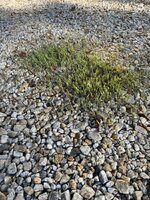IMG_4231.jpeg