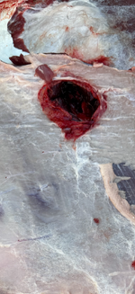 IMG_1014.png