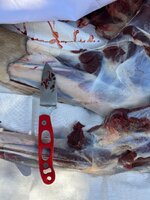 IMG_0849.jpeg