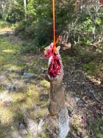 IMG_5438.jpeg