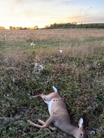 IMG_7333.jpeg