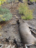 IMG_5161.jpeg