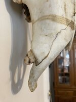 IMG_7132.jpeg