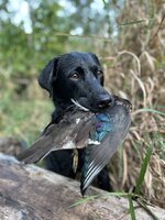 IMG_0131.jpeg