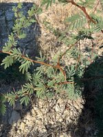 IMG_0912.jpeg