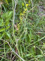IMG_0925.jpeg IMG_0925.jpeg
