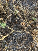 IMG_0891.jpeg