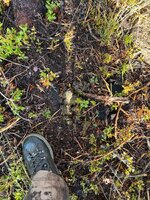 IMG_6217.jpeg