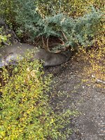 IMG_5156.jpeg