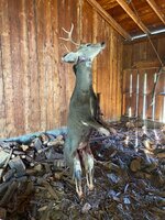 IMG_6495.jpeg