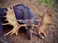 moose 2.jpg