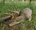 cropped deer.jpg cropped deer.jpg