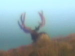 hart bucks 074.jpg