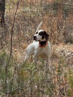 IMG_2296.jpeg