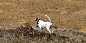 IMG_0803.JPG